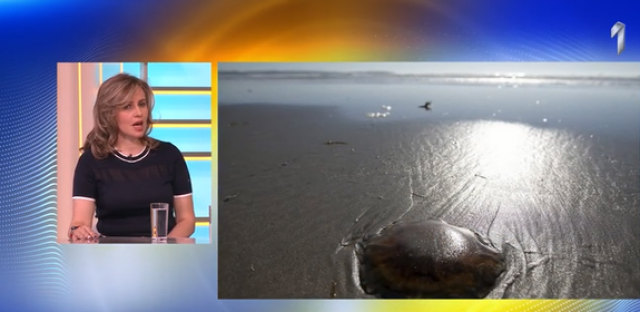 Prva pomoć kod uboda meduze: 